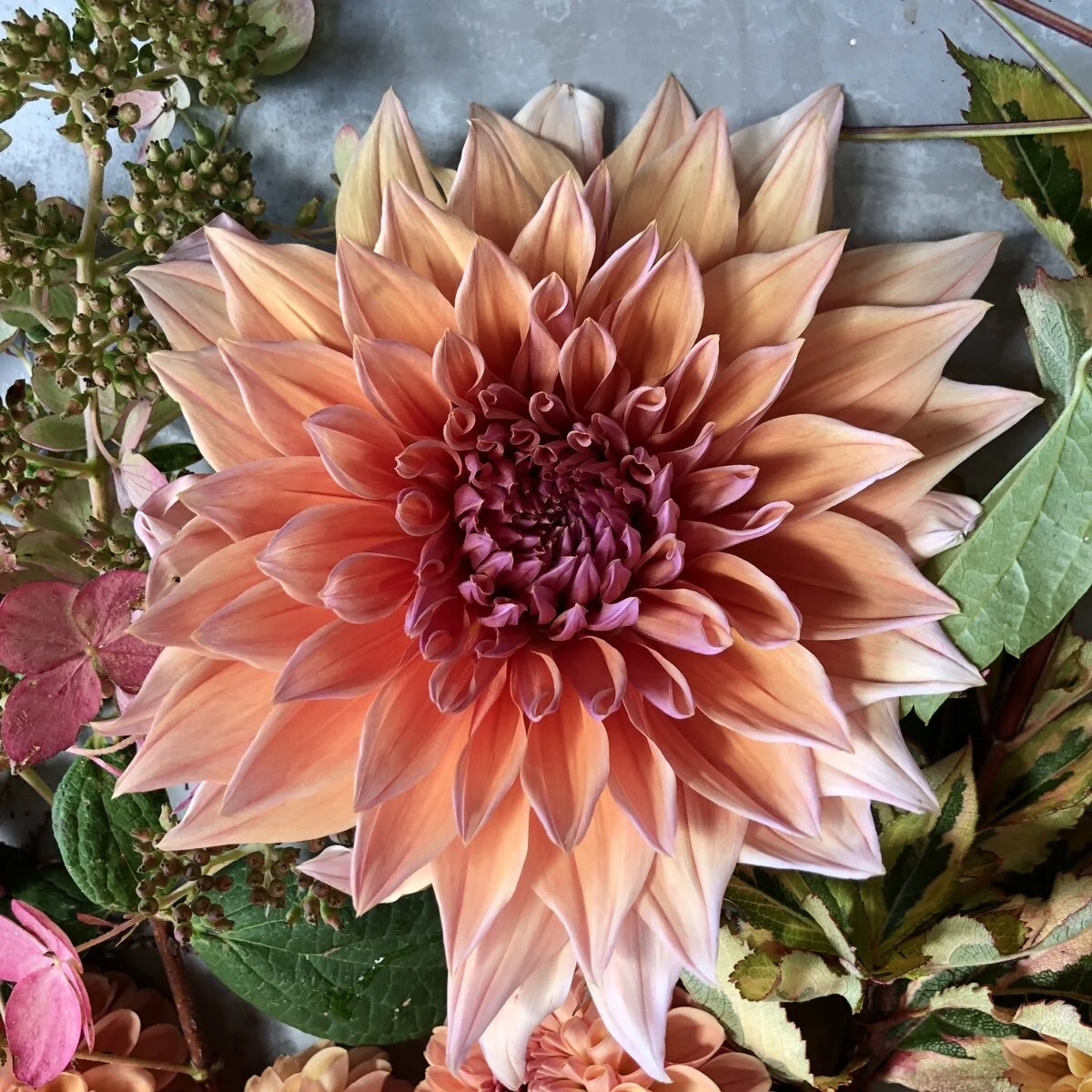 DAHLIA TUBERS — GOLDENROD GARDENS