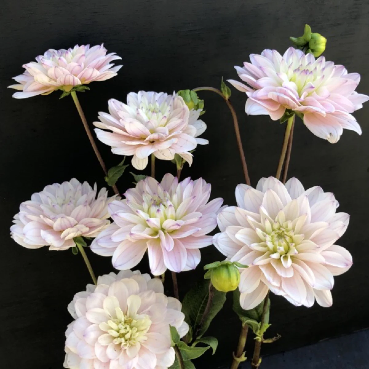 DAHLIA TUBERS — GOLDENROD GARDENS