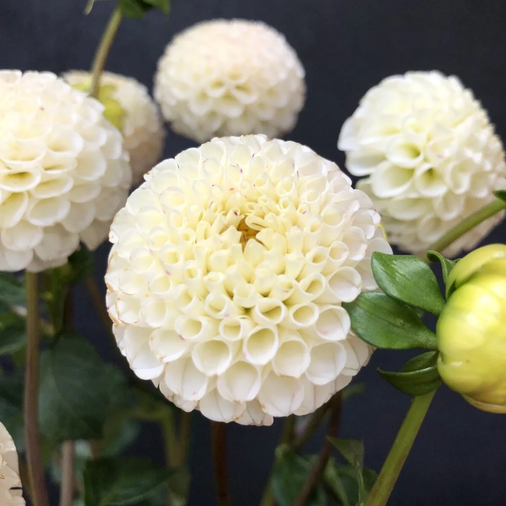 Dahlia Small World — GOLDENROD GARDENS