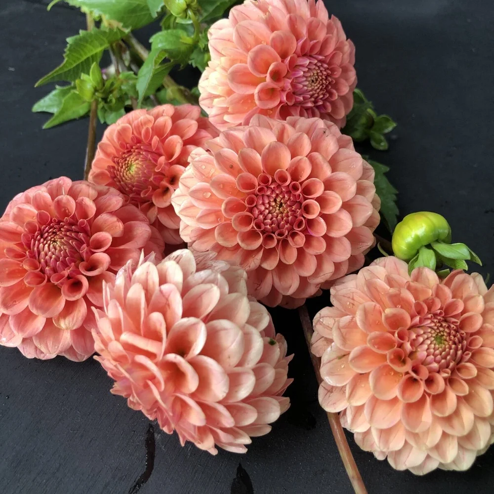 Dahlia Zundert Mystery Fox — GOLDENROD GARDENS