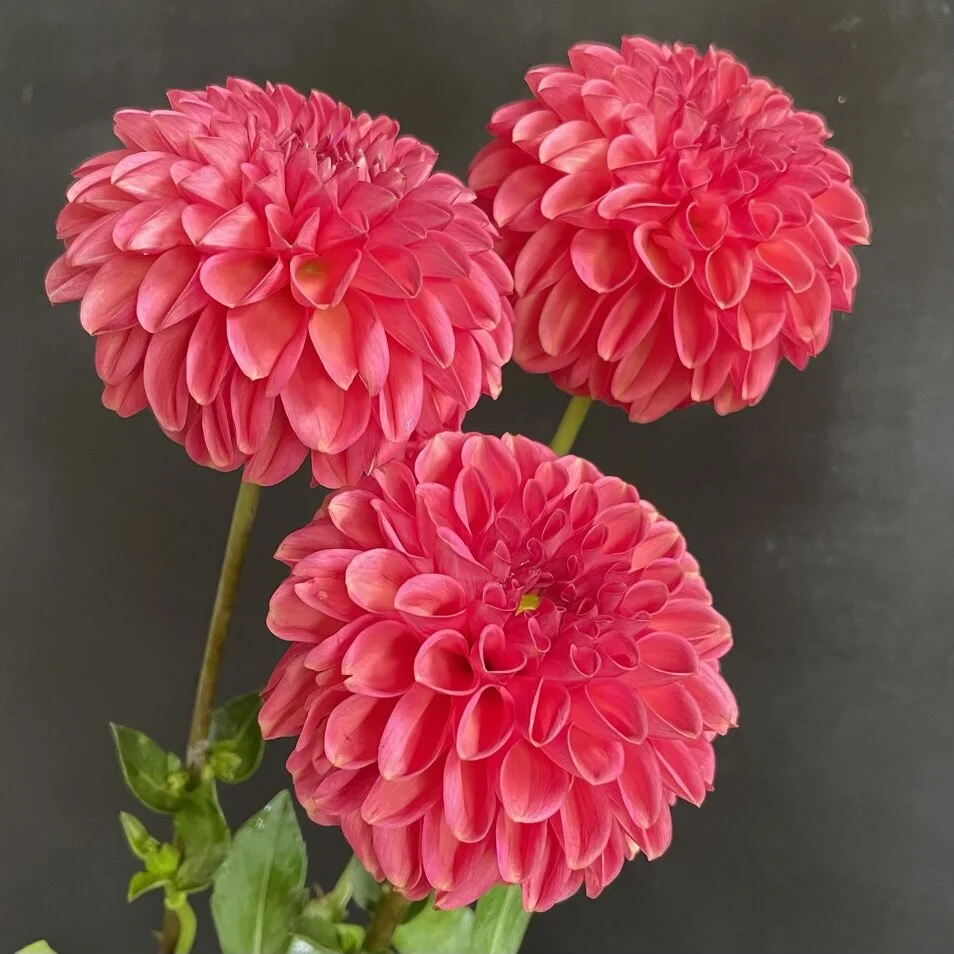 Dahlia Zundert Mystery Fox — GOLDENROD GARDENS