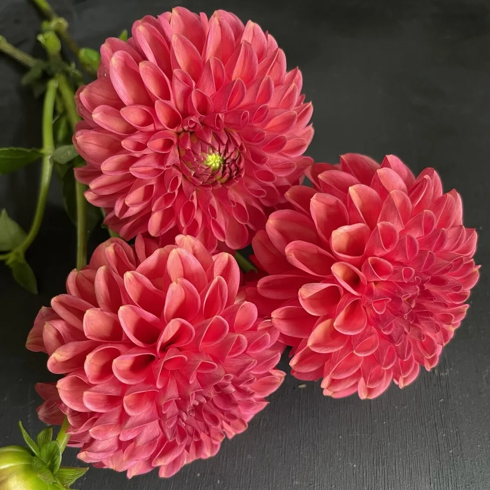 その他 DAHLIA Lark's Ebbe dahlia tubers for sale - Petaling Petals – Pedaling Petals