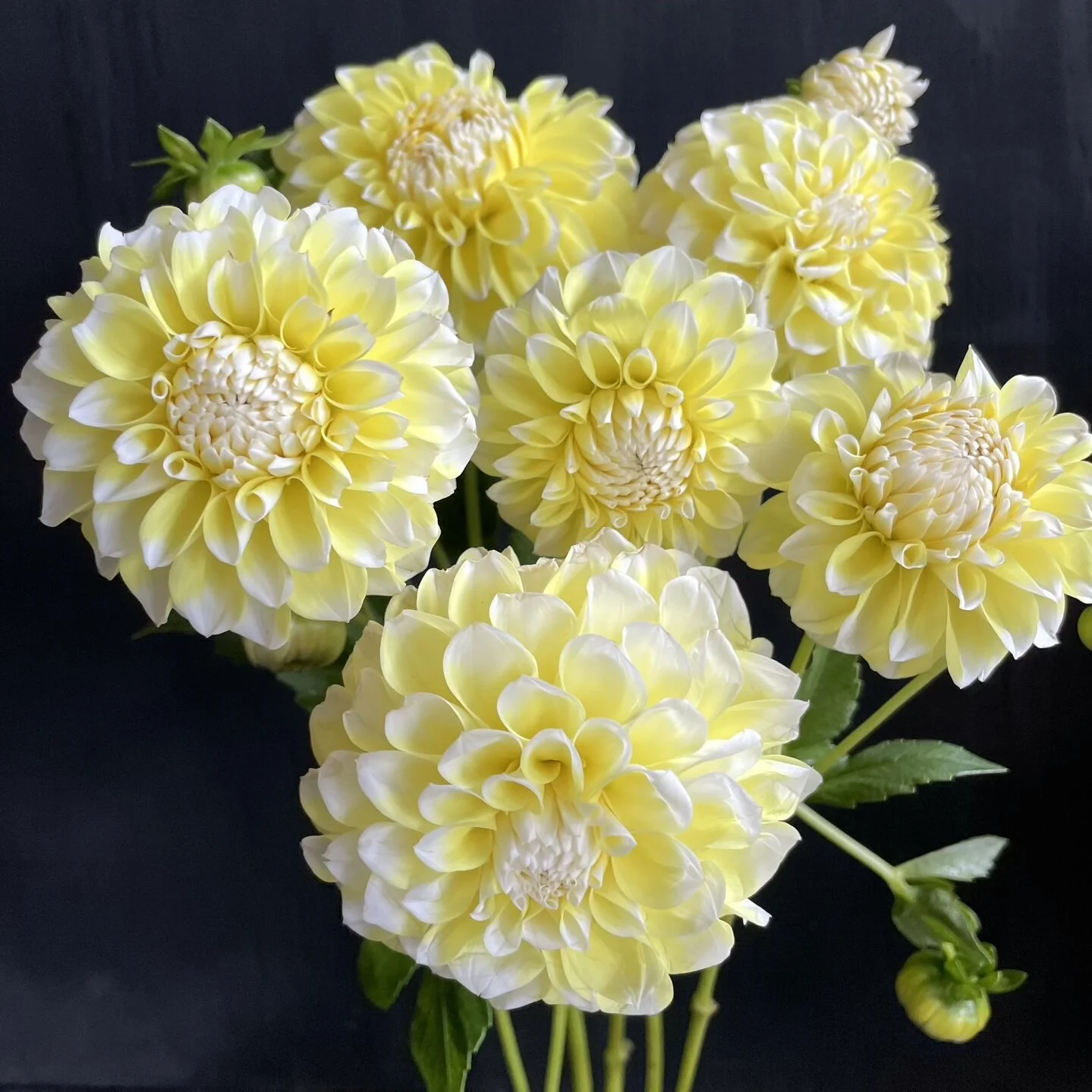 ★hai★ Dahlia Bag Light Yellow Dahlia Korb Yellow Hy-Light — GOLDENROD GARDENS
