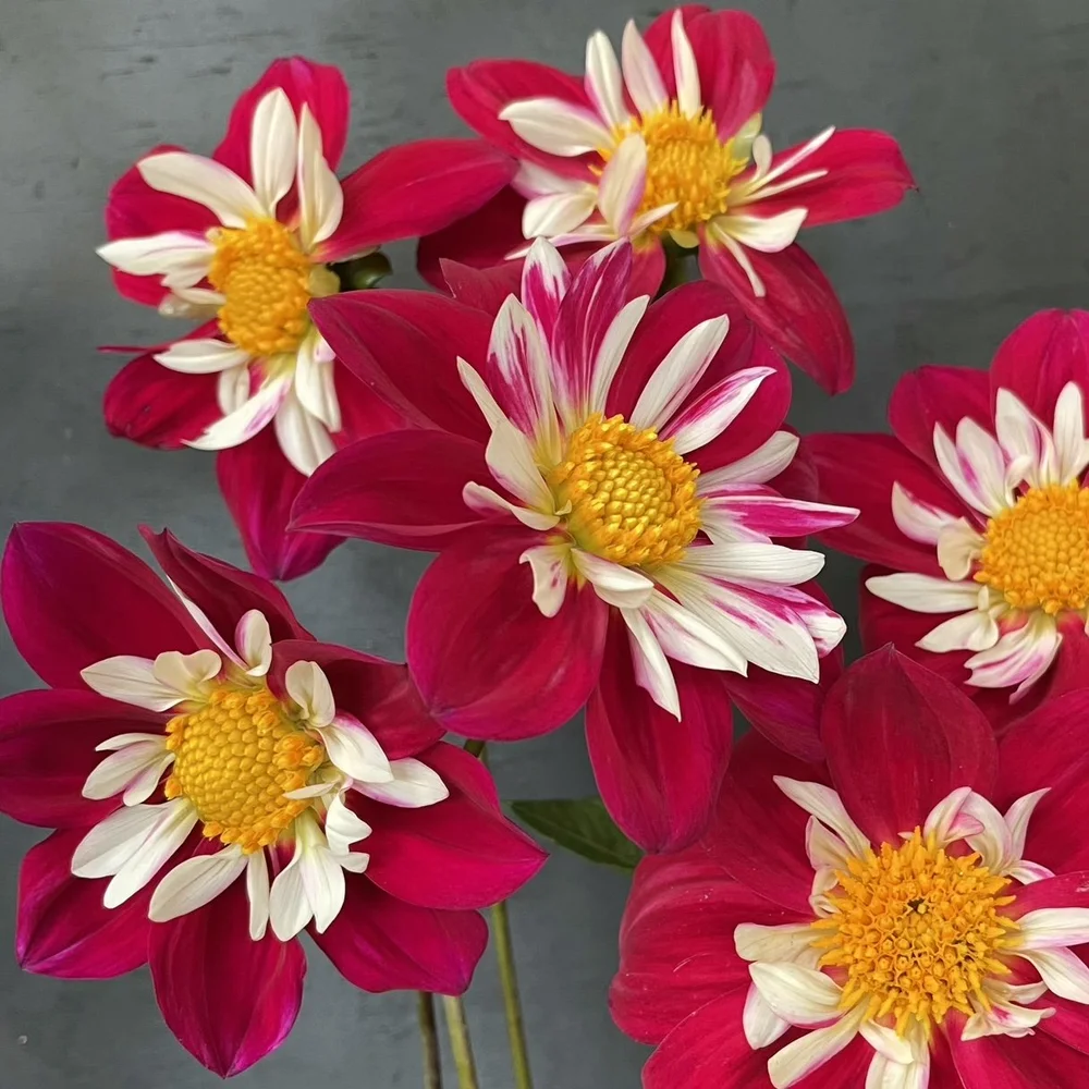Dahlia Apopa Cindy — GOLDENROD GARDENS