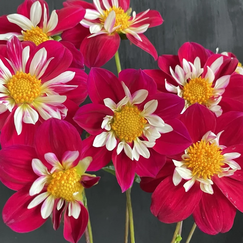 Dahlia Apopa Cindy — GOLDENROD GARDENS