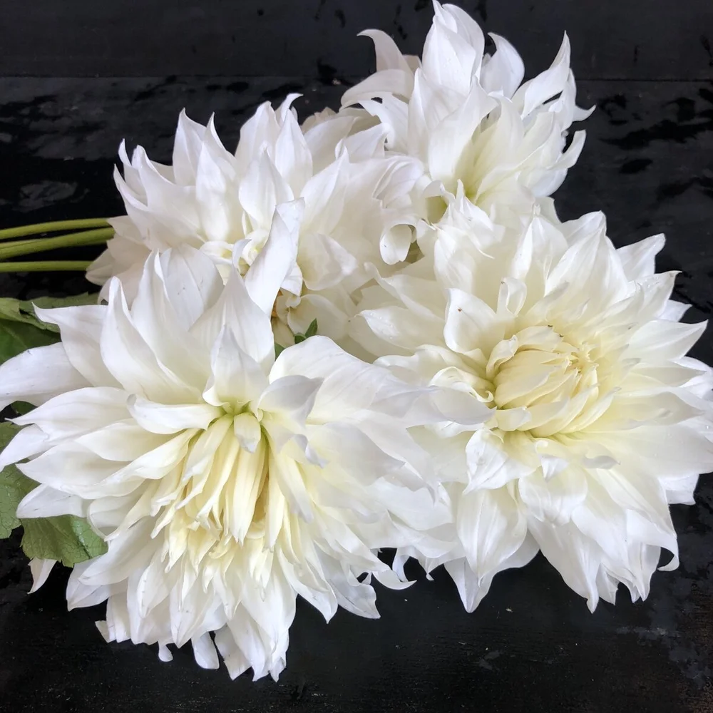 Yuukyu Dahlia — GOLDENROD GARDENS