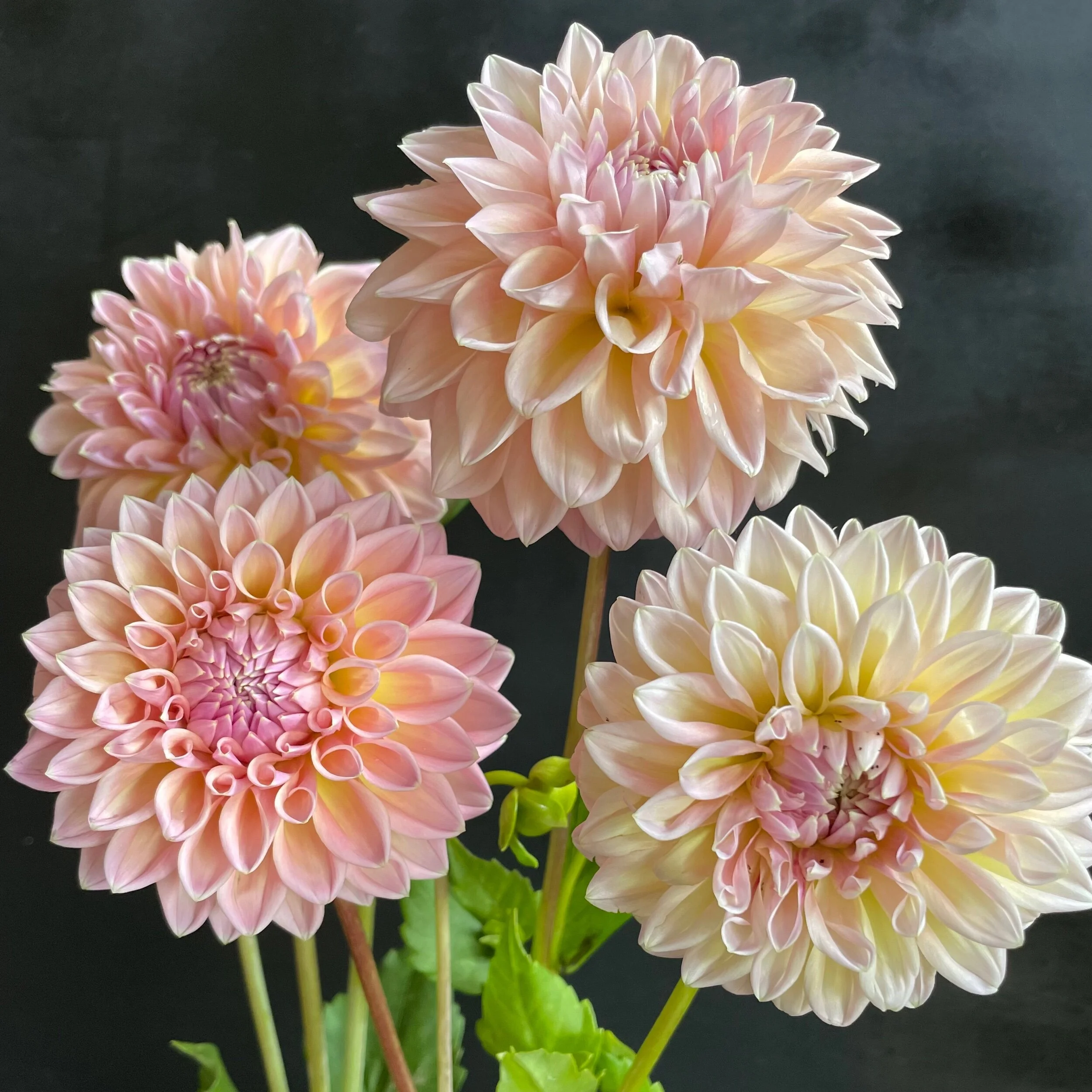 Castle Drive Dahlia