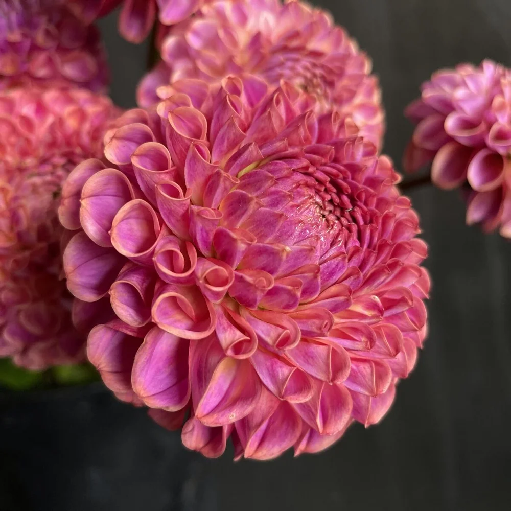 Caitlin's Joy Dahlia — GOLDENROD GARDENS