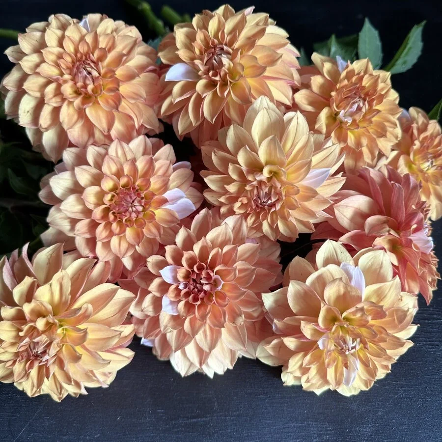 Lee's Ginger Fleck Dahlia — GOLDENROD GARDENS