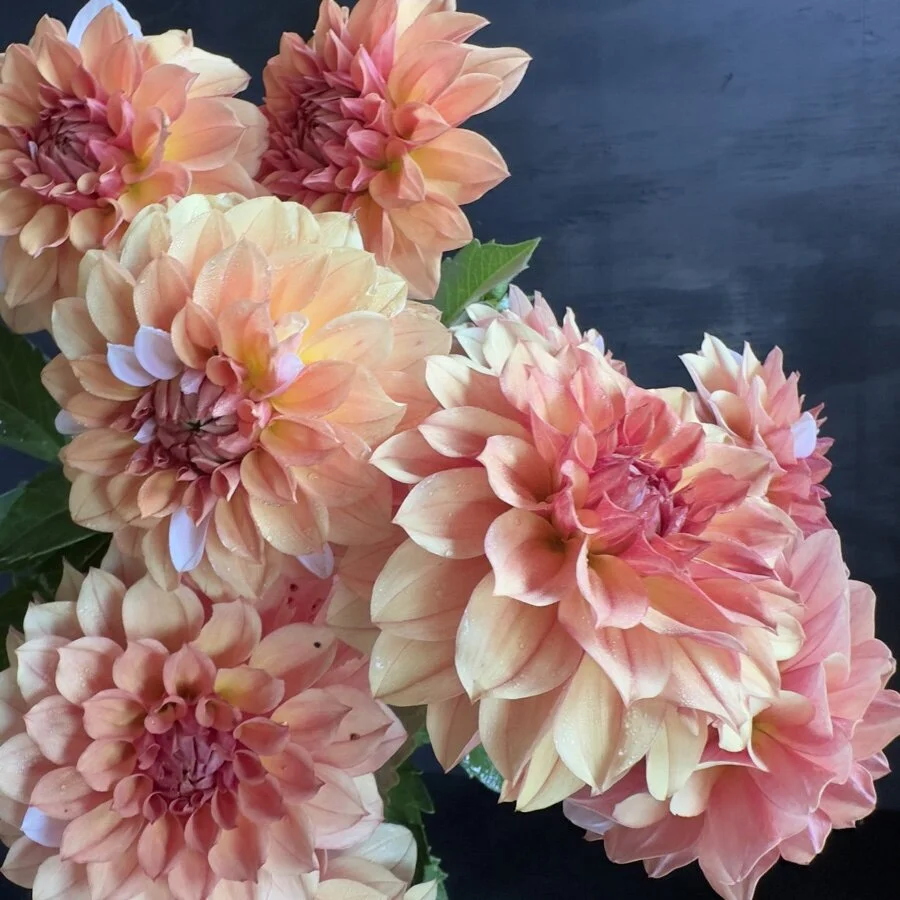 dingjinglebells ジングルベル 三層トースト SPラブレター レア Lee's Ginger Fleck Dahlia — GOLDENROD GARDENS
