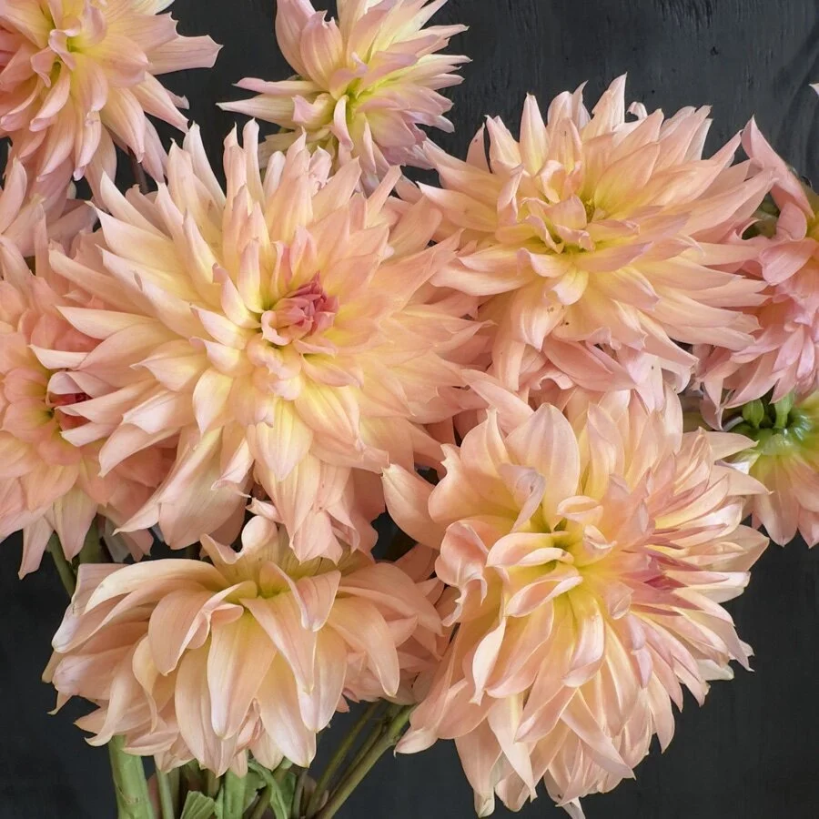 Lee's Cassidy Dahlia