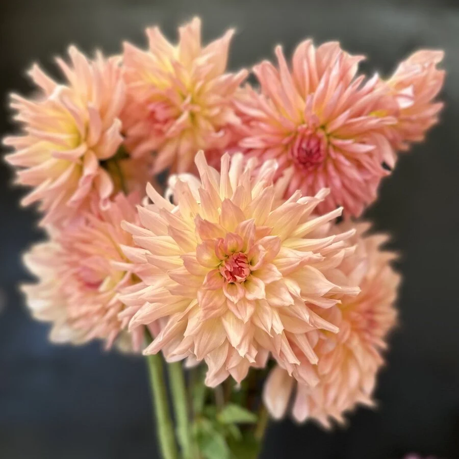 Lee's Cassidy Dahlia