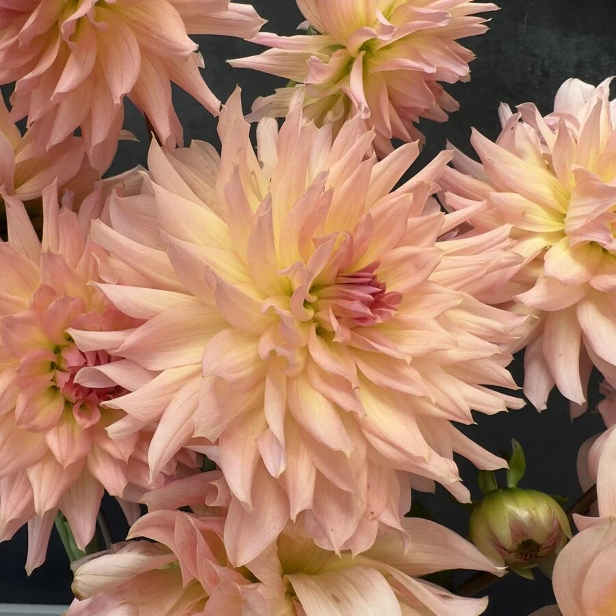 Lee's Cassidy Dahlia