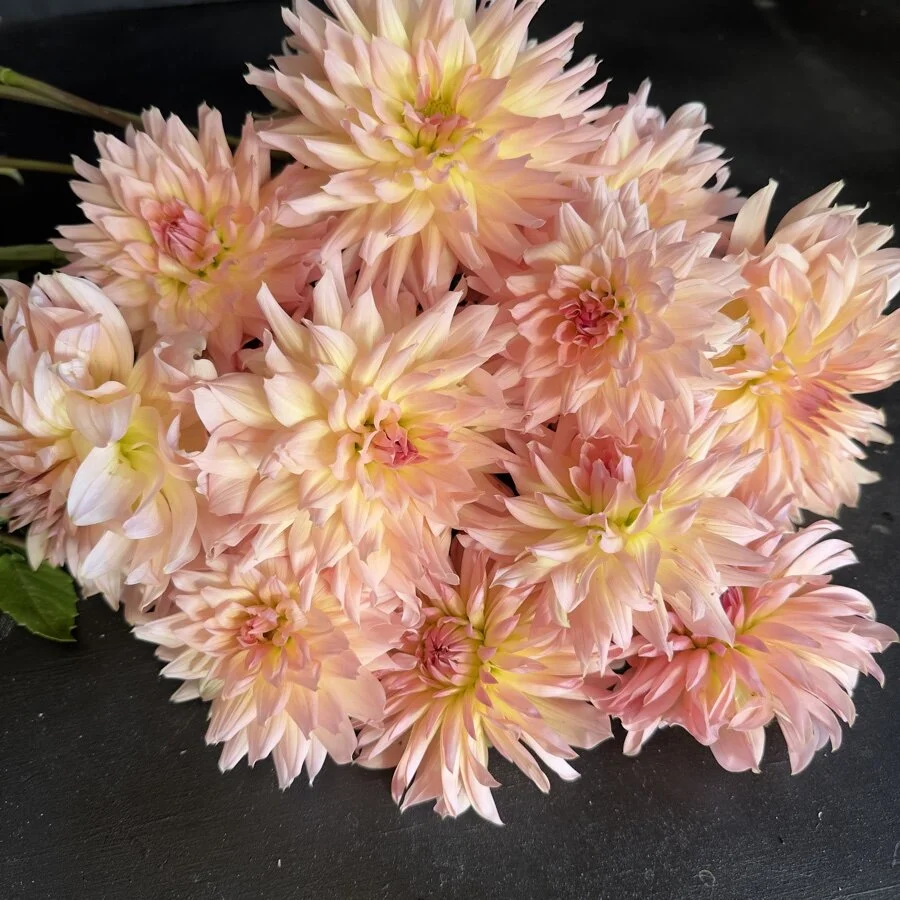 Lee's Cassidy Dahlia