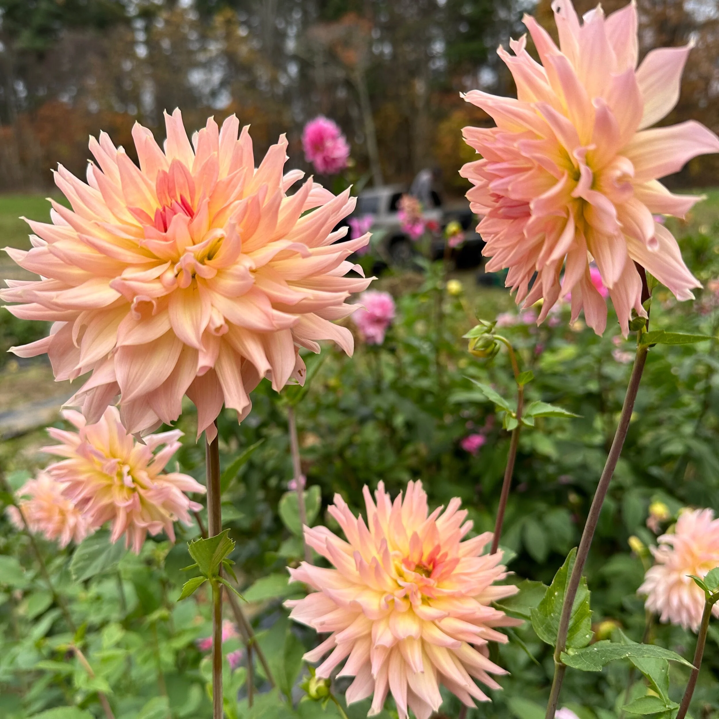 CE9511AF-01B7-42A4-9D30-9EDDA4C83530