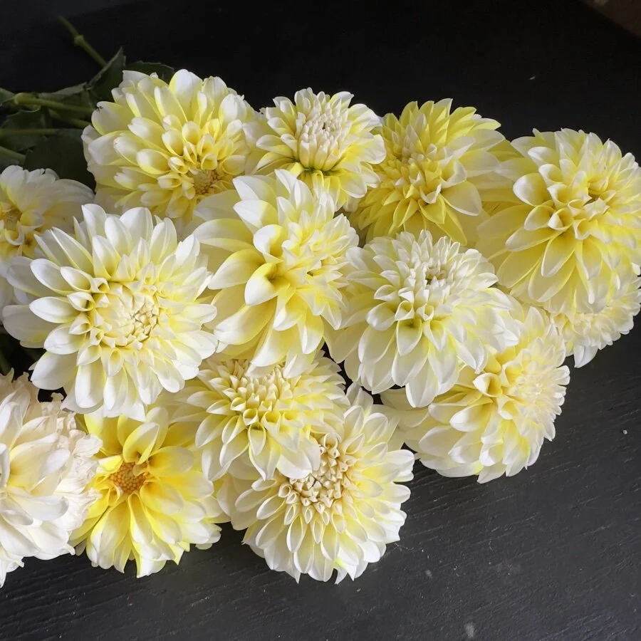 トップス House on the Hill (Yellow Flower) 80 Dahlia Lee's Pineapple Chiclet — GOLDENROD GARDENS
