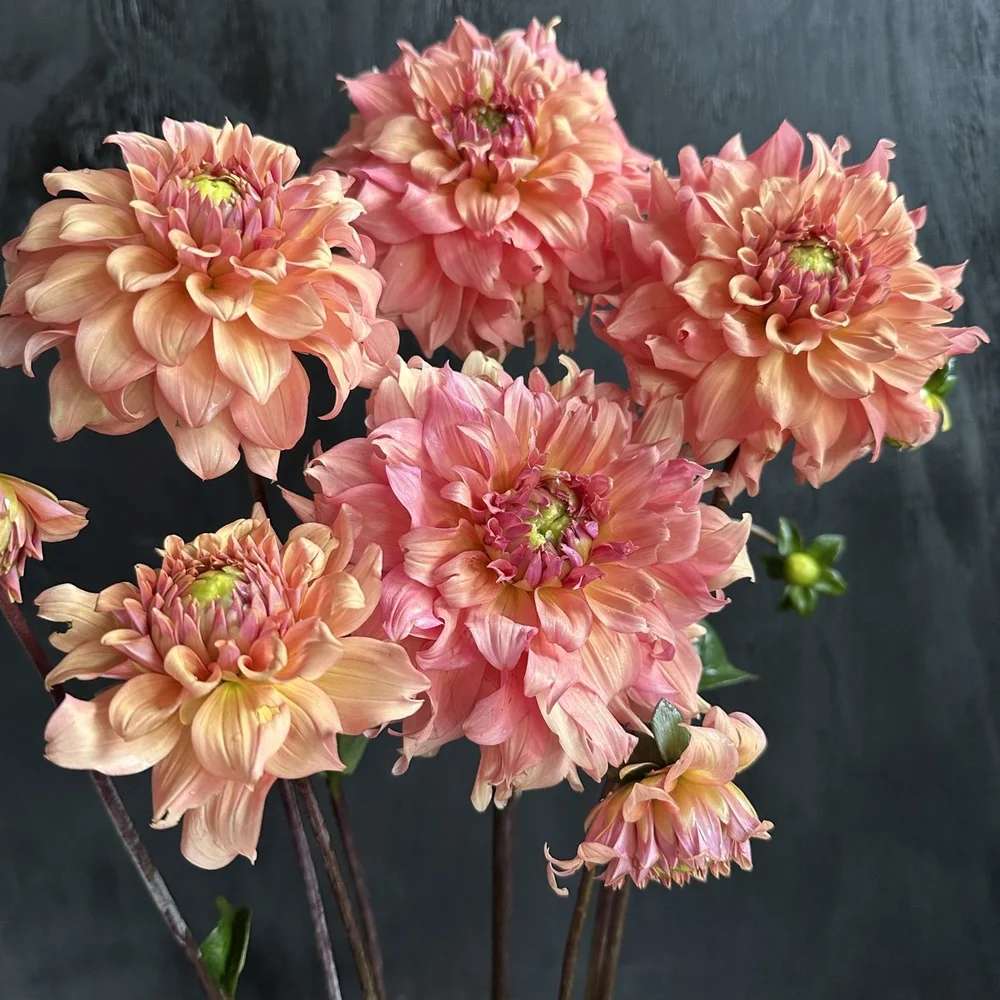 Lee's Bandicoot Dahlia — GOLDENROD GARDENS