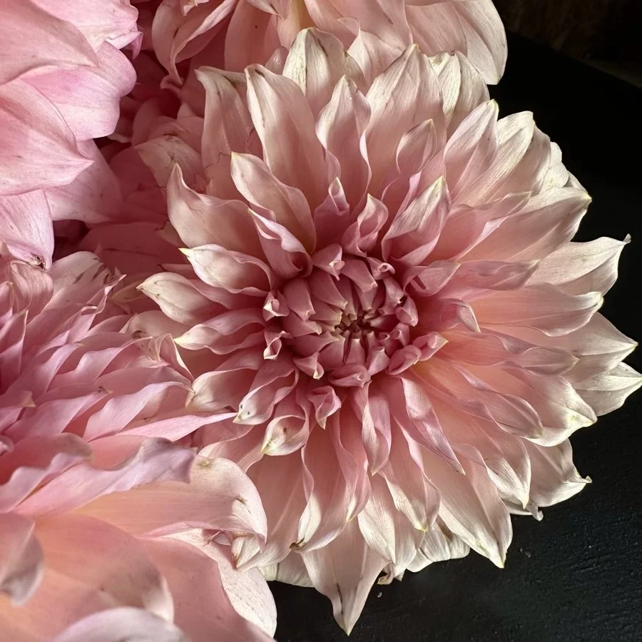 Lee's Sugarplum Fairy Dahlia