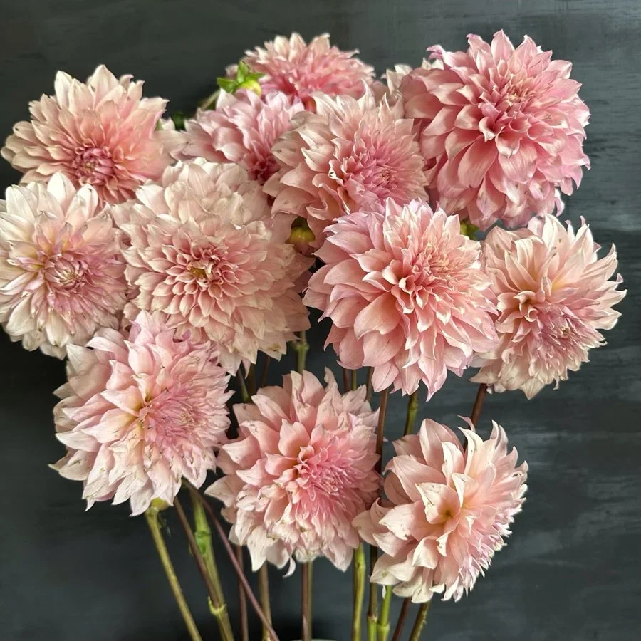 Lee's Sugarplum Fairy Dahlia