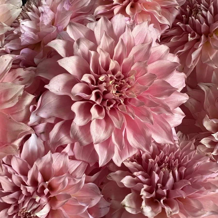 Lee's Sugarplum Fairy Dahlia