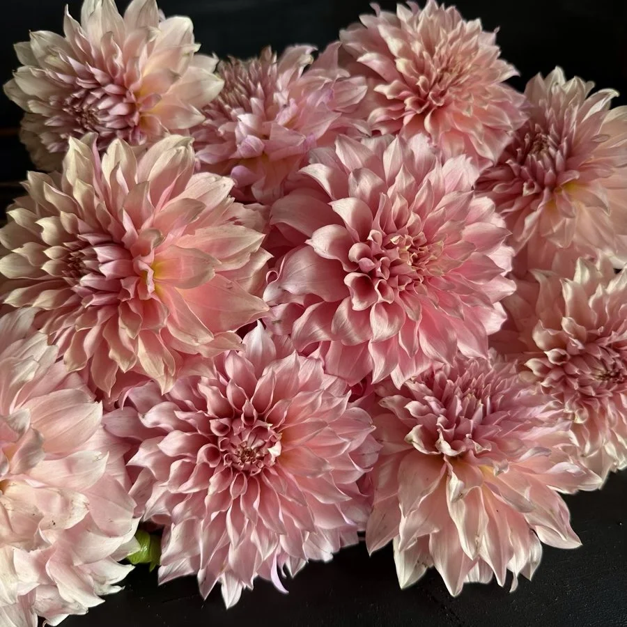 Lee's Sugarplum Fairy Dahlia