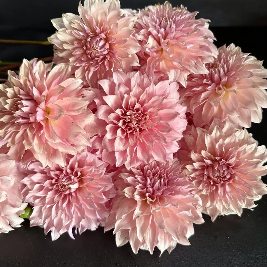 Lee's Sugarplum Fairy Dahlia