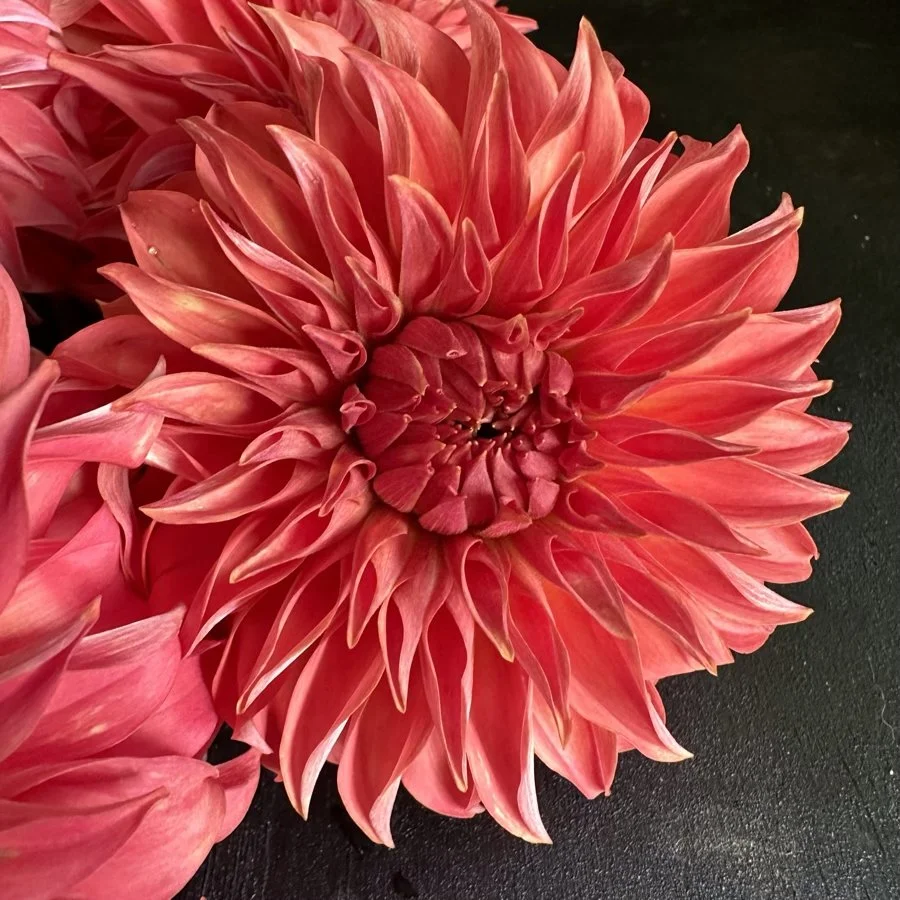 Lee's Lincoln Star Dahlia tuber for sale — GOLDENROD GARDENS