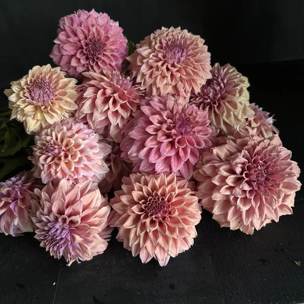 その他 DAHLIA X Japan Dahlia(Album)Japan CD+obi AMCM-4271 | eBay