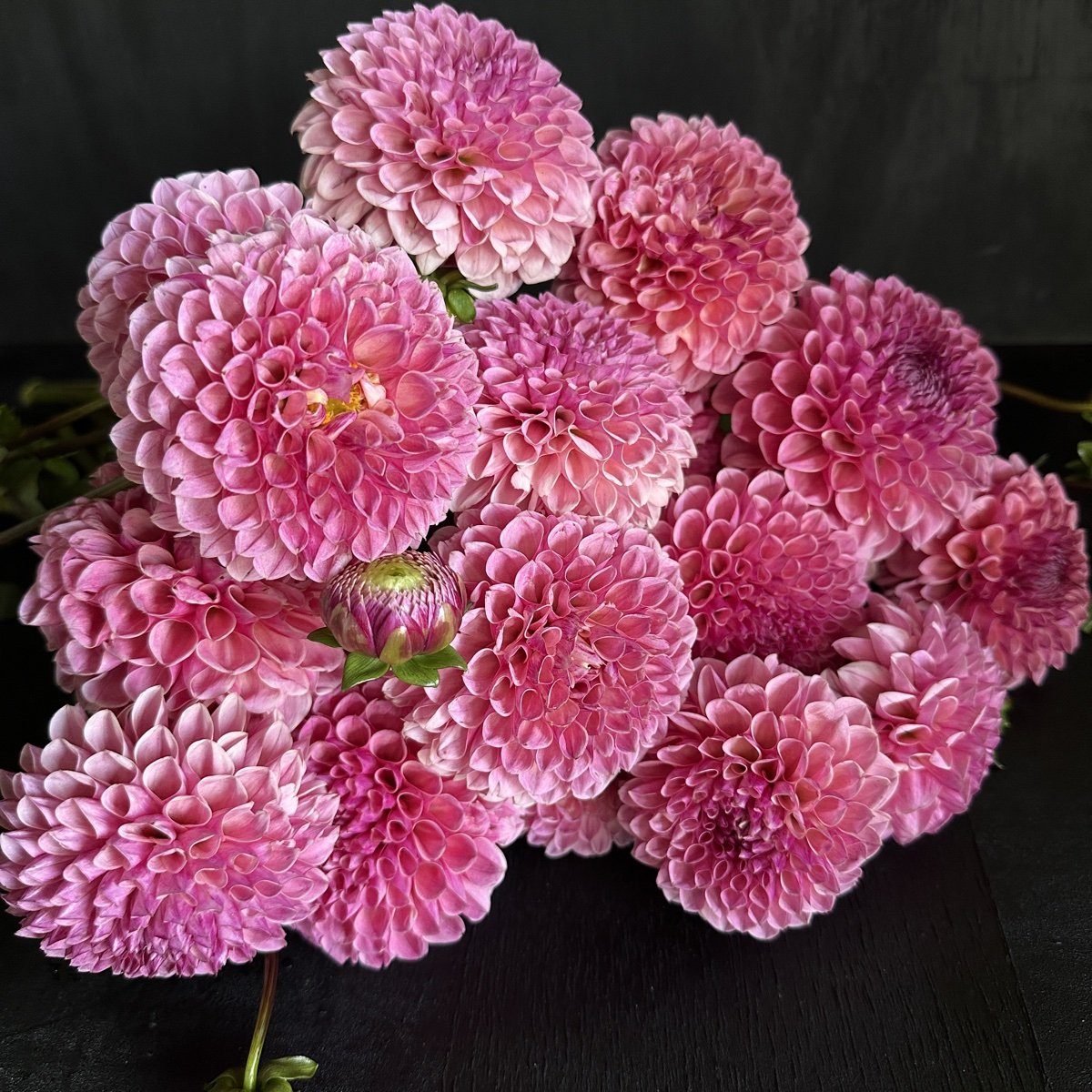 Lee's Smooch Dahlia