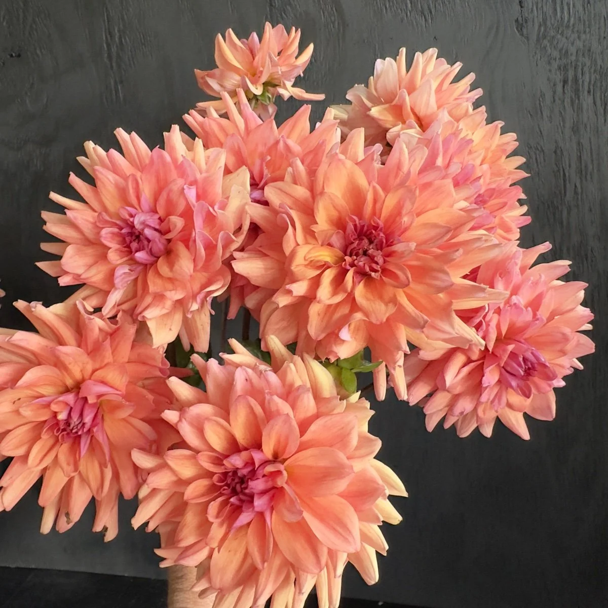 Lee's Mariposa Dahlia — GOLDENROD GARDENS