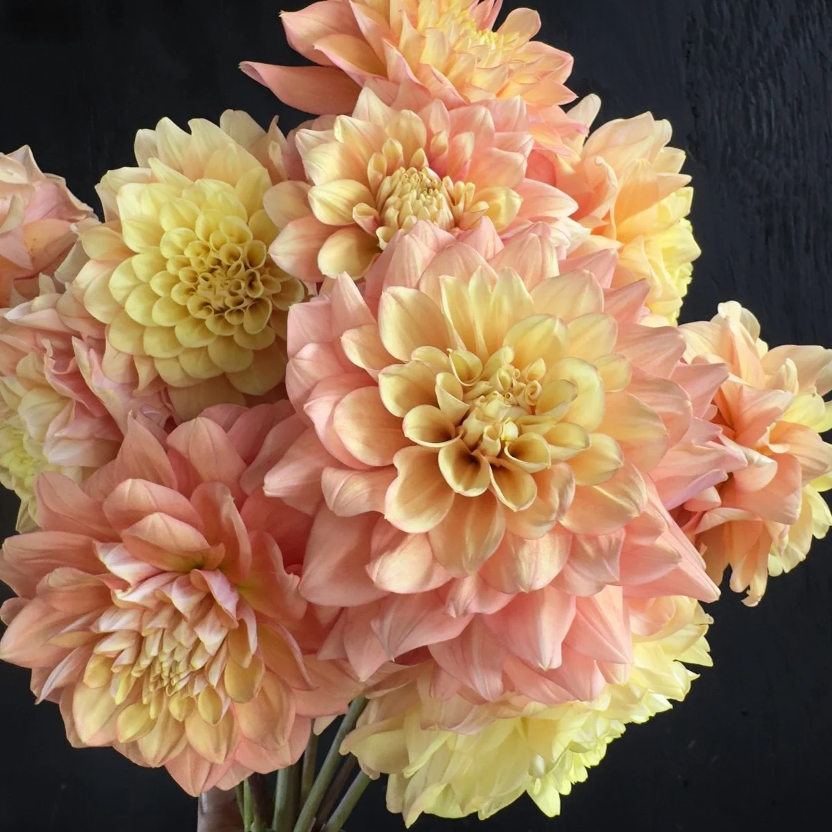 その他 DAHLIA Great Silence Dahlia | Great Silence Tuber | Great Silence