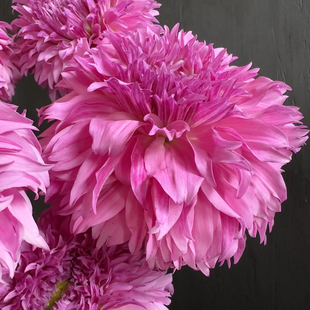Lee's Lilac Fizz Dahlia — GOLDENROD GARDENS