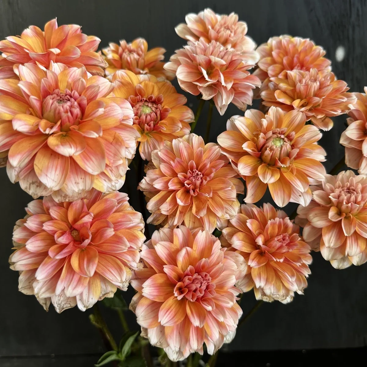 small orange and white bicolor dahlia — GOLDENROD GARDENS