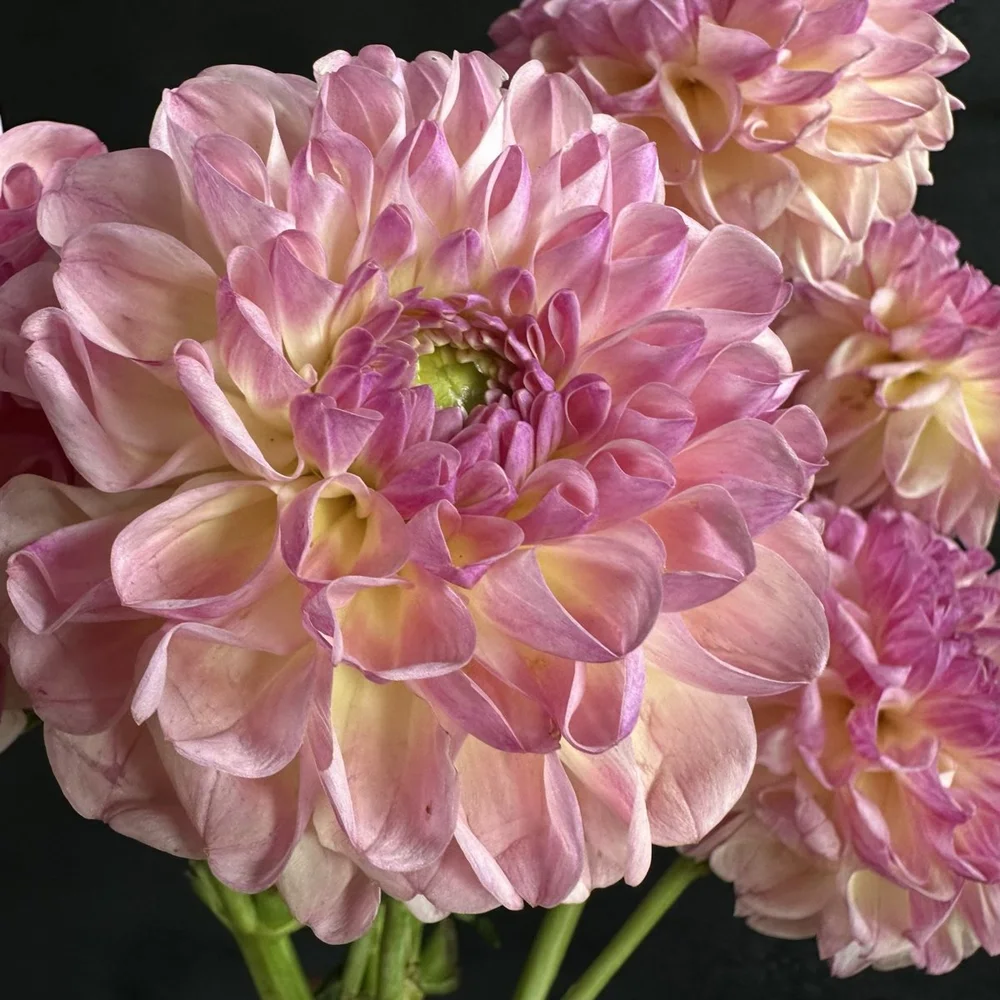 Lee's Scrumptious Pink Dahlia — GOLDENROD GARDENS