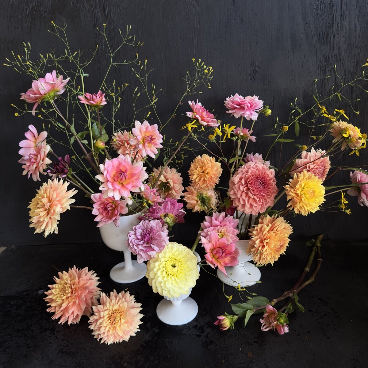 Shorties Dahlia Tuber Collection