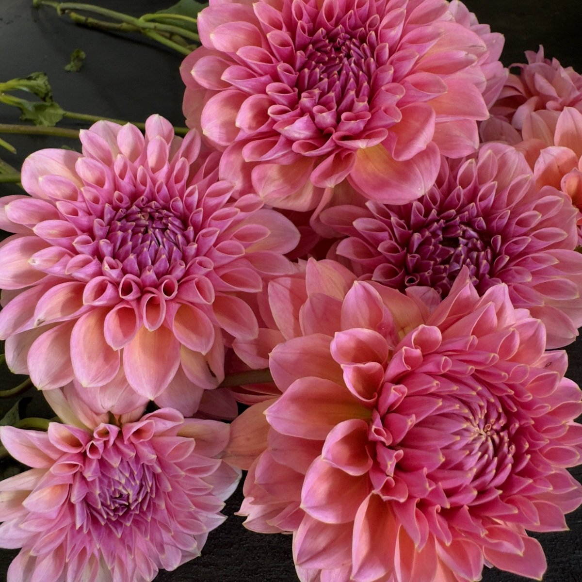 Lee's Bertie Dahlia