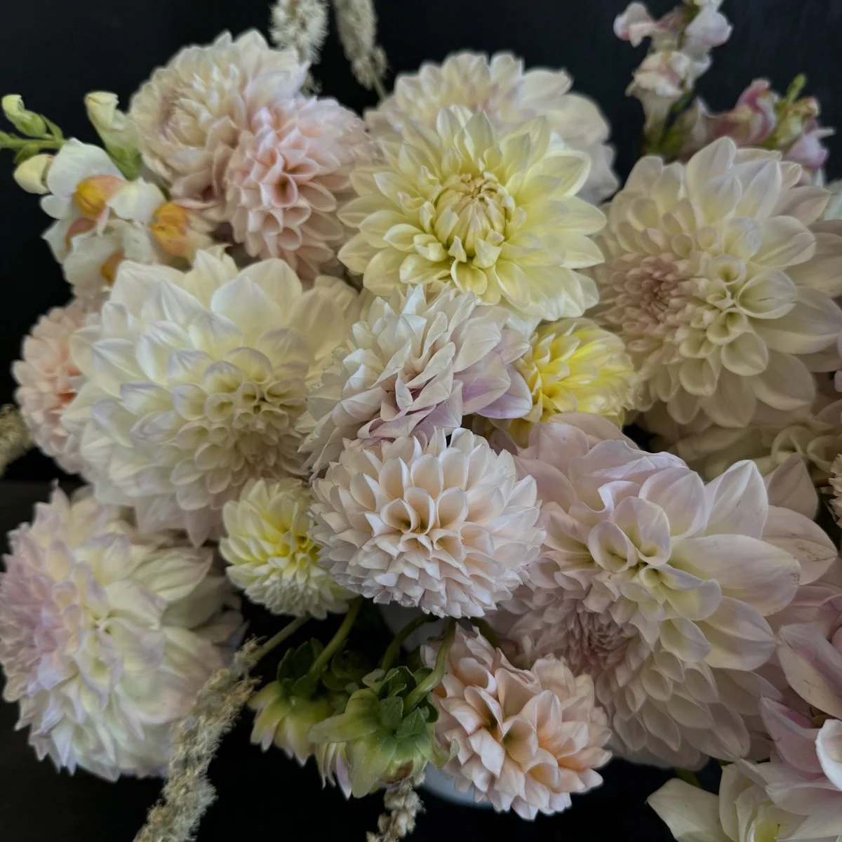 ＊Dahlia＊ページ Dahlia Silver Years - Dahlia Store - Exclusive dahlia tubers