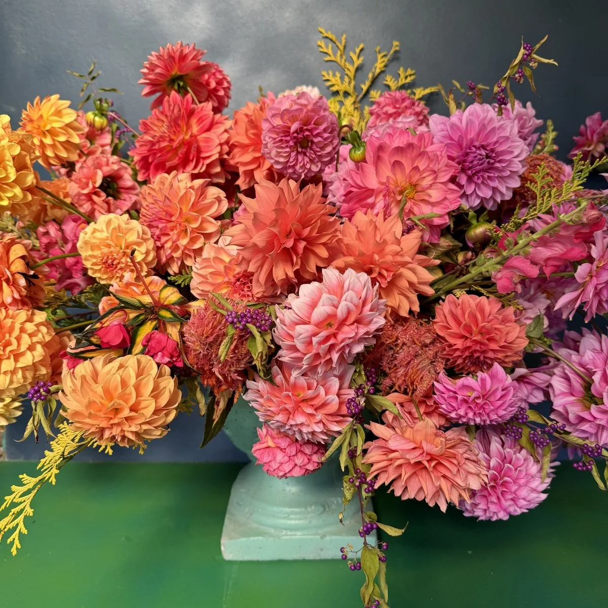 Grand Madras Dahlia Tuber Collection — GOLDENROD GARDENS