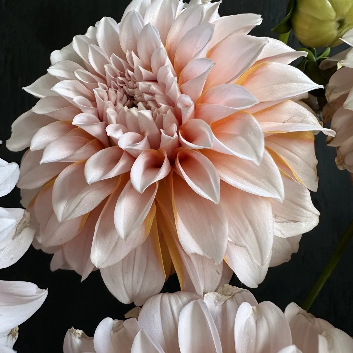 Dahlia☆様 Lee's Bubble Bath Dahlia — GOLDENROD GARDENS