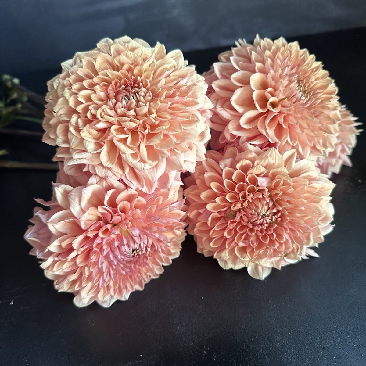 Lee's Tawny Tot Dahlia