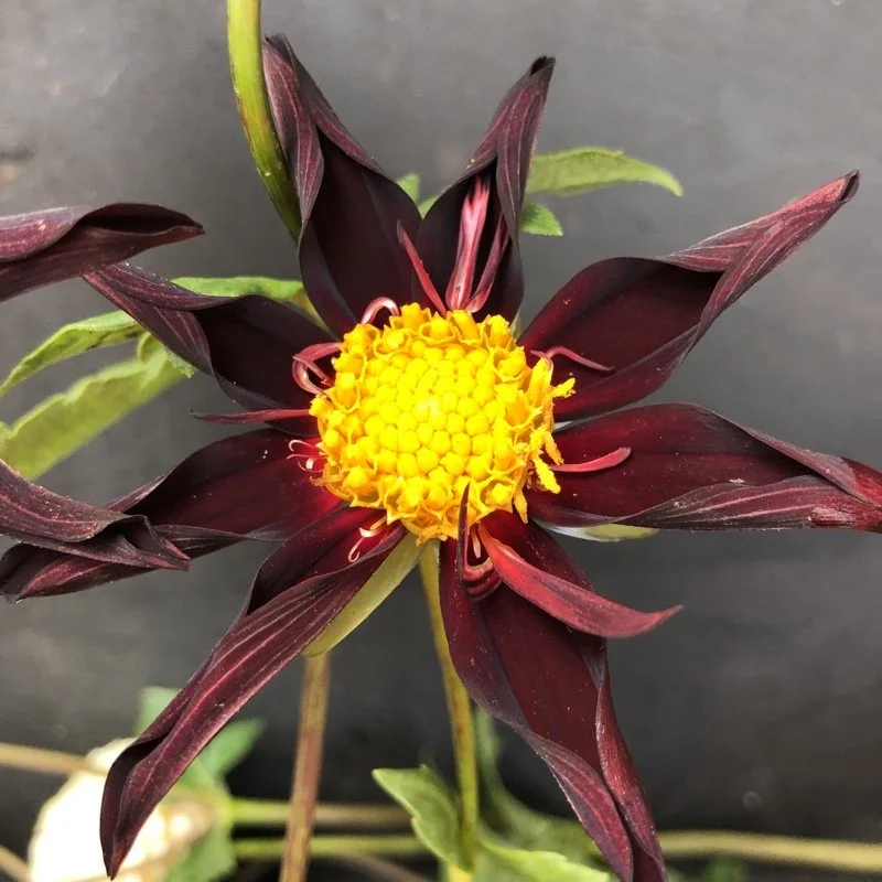 Ｄahlia☆ Dahlia Ball Zundert Mystery Fox - 2 tuber clumps - Longfield