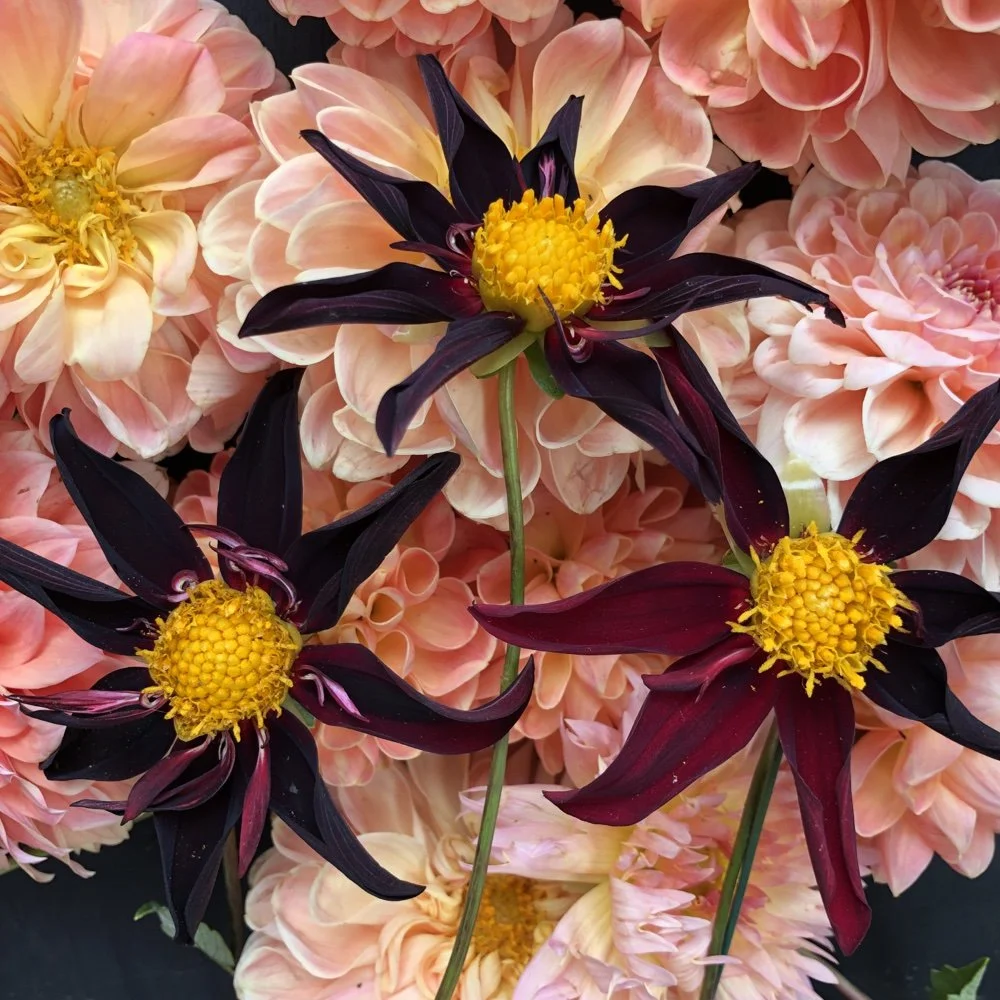 Ｄahlia☆ DETA-2554__41269.1634931329.