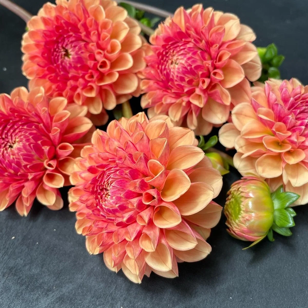 Lee's Beech Glow Dahlia