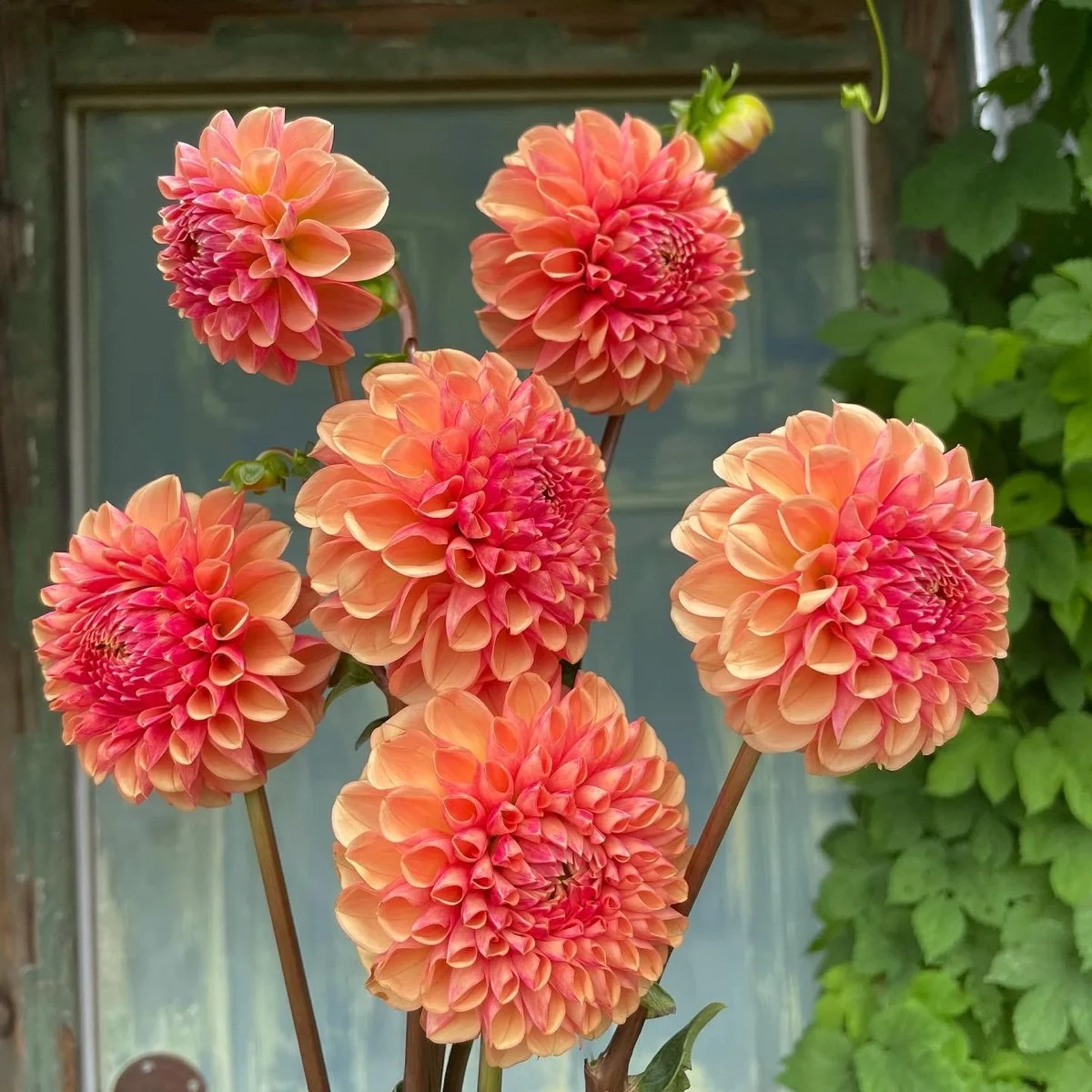 Lee's Beech Glow Dahlia