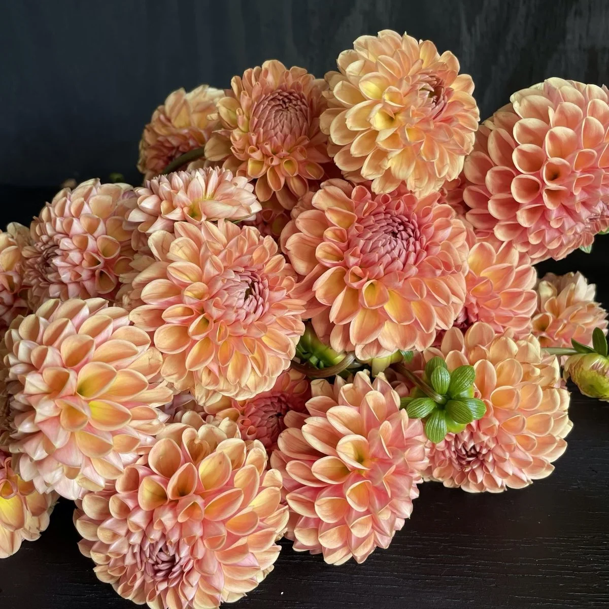 Lee's Beech Glow Dahlia