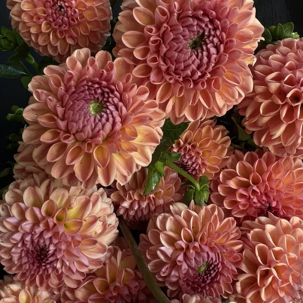 Lee's Beech Glow Dahlia