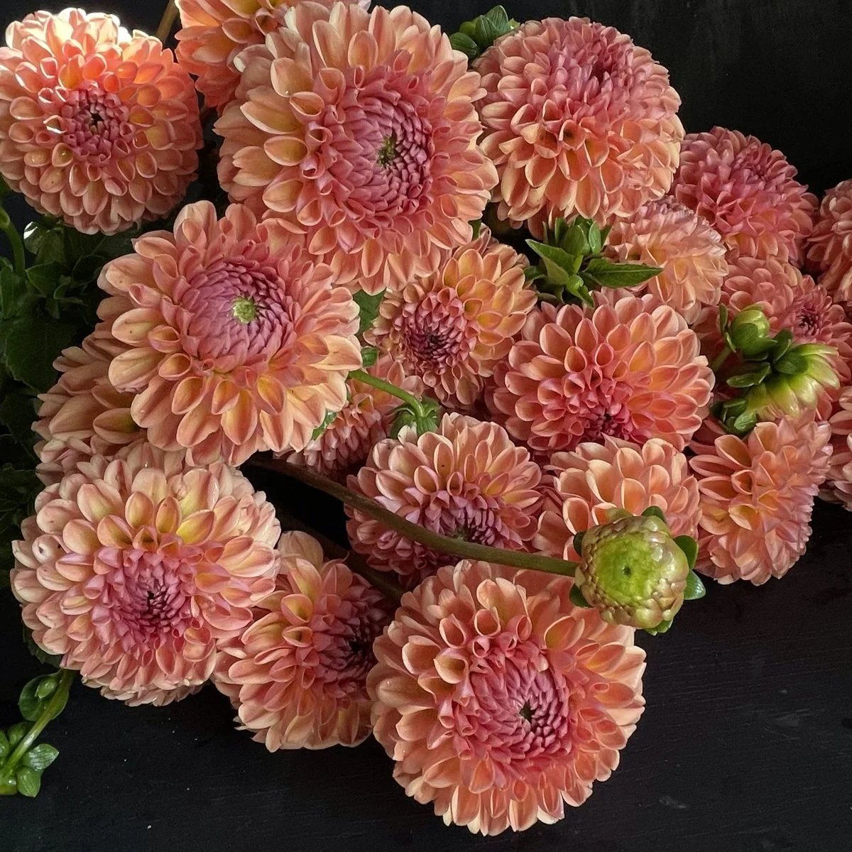 Lee's Beech Glow Dahlia