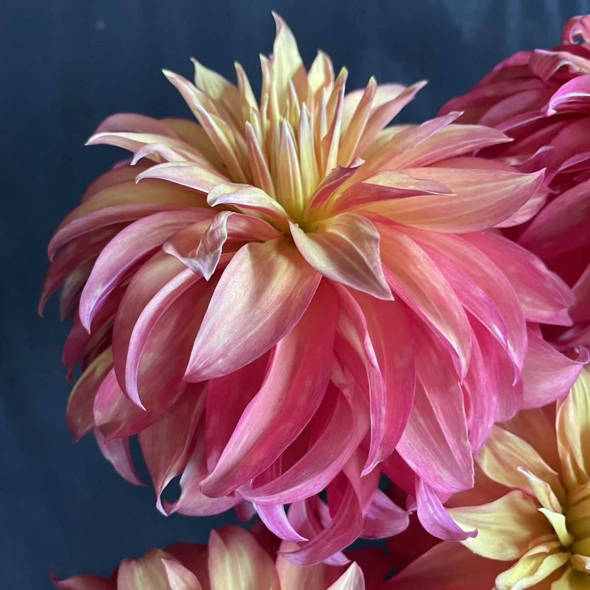 Bloomquist Pumpkin Dahlia