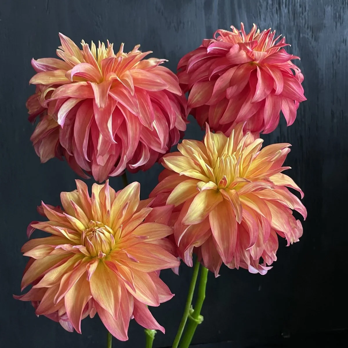 Bloomquist Pumpkin Dahlia