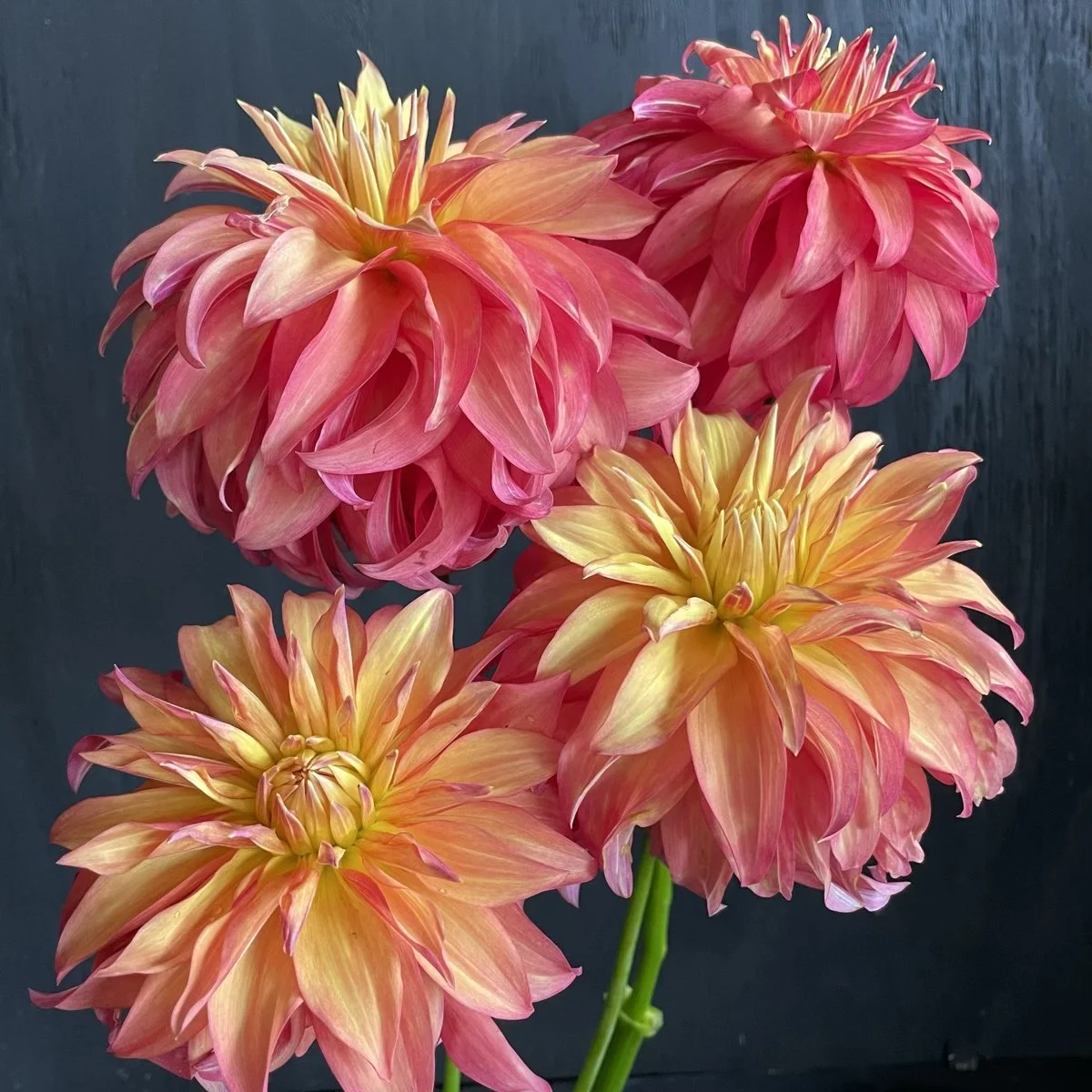 Bloomquist Pumpkin Dahlia